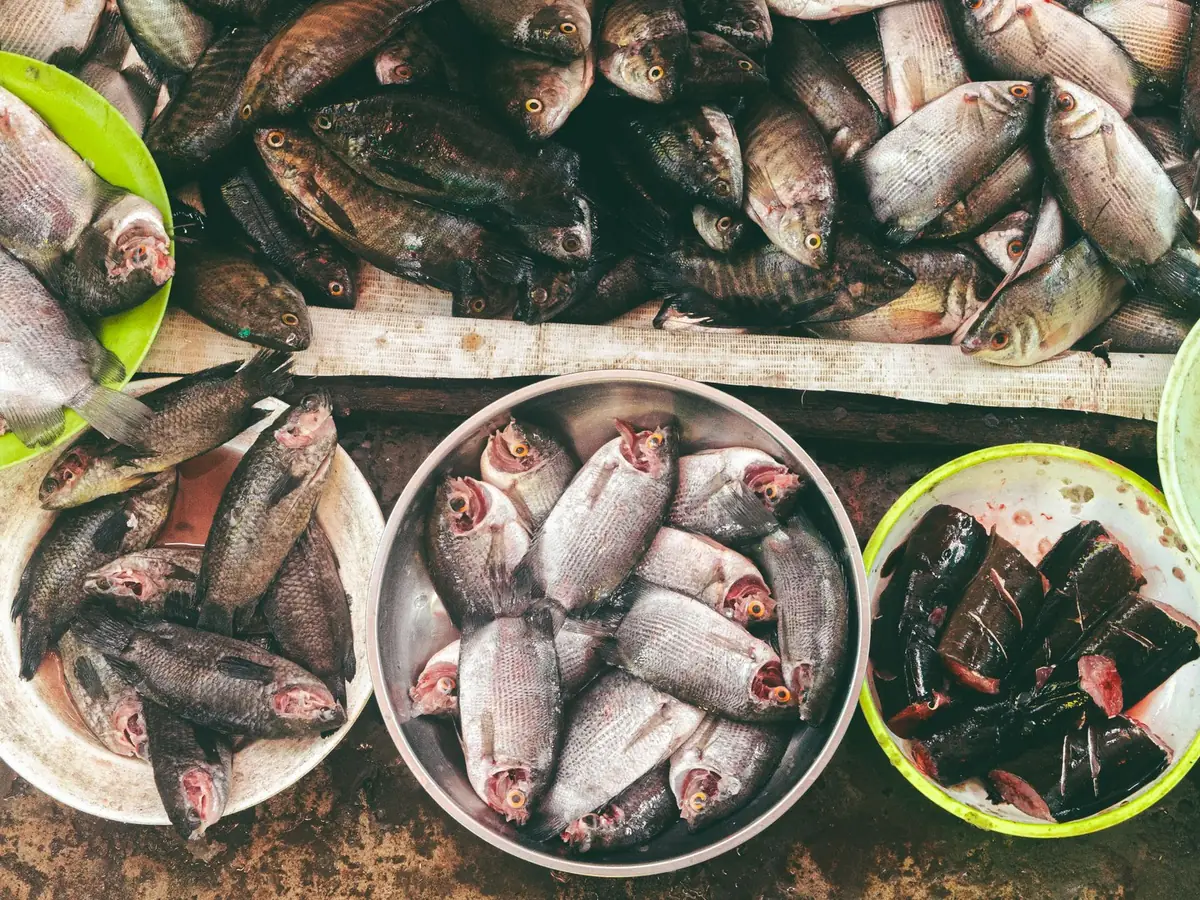 Fresh fish distribution market