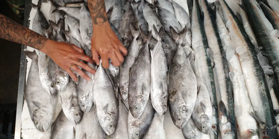 Strategic fish supply program